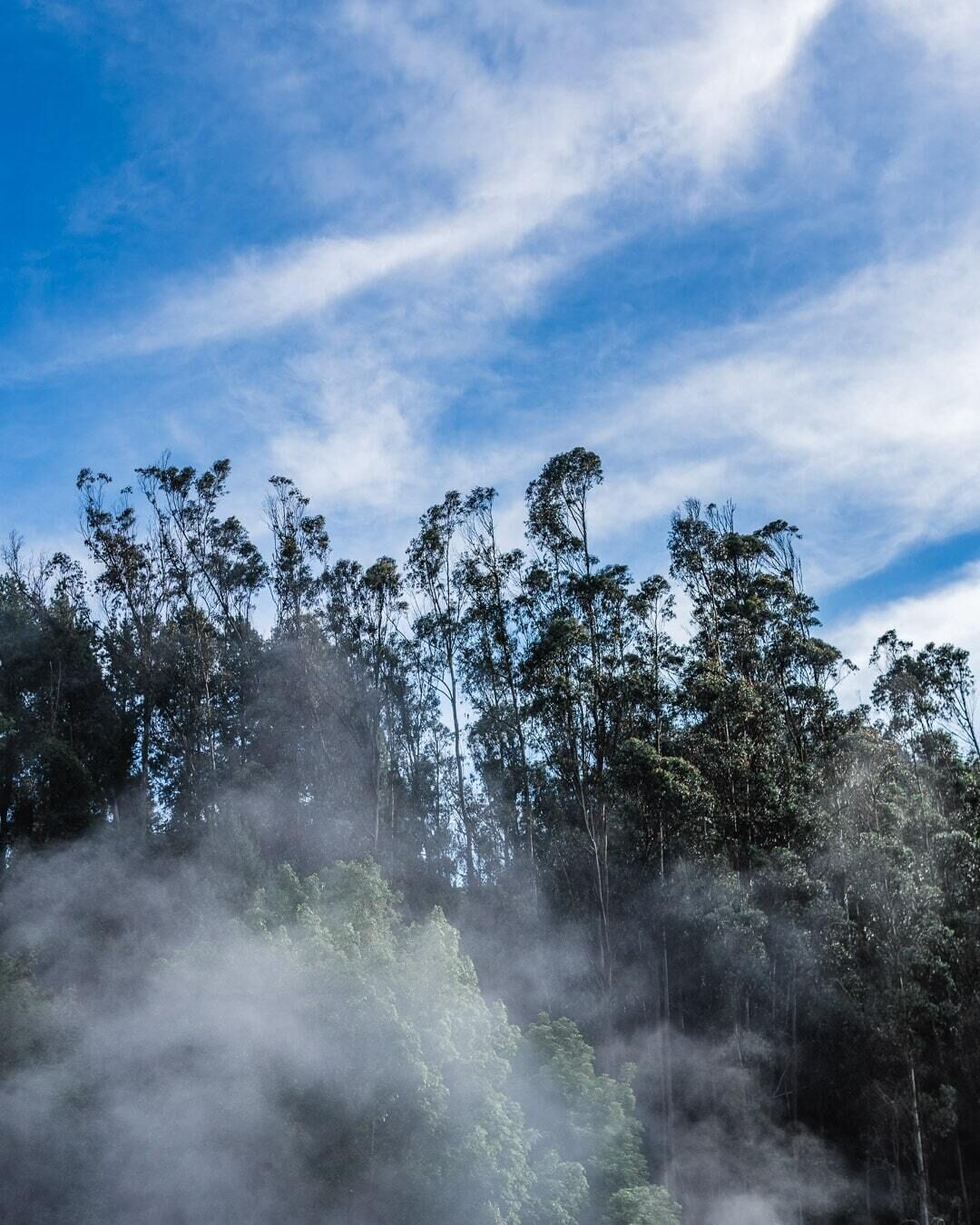 A dense forest with tall trees and a clear blue sky.
