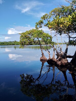 Un lago tranquilo con árboles reflejados en el agua.