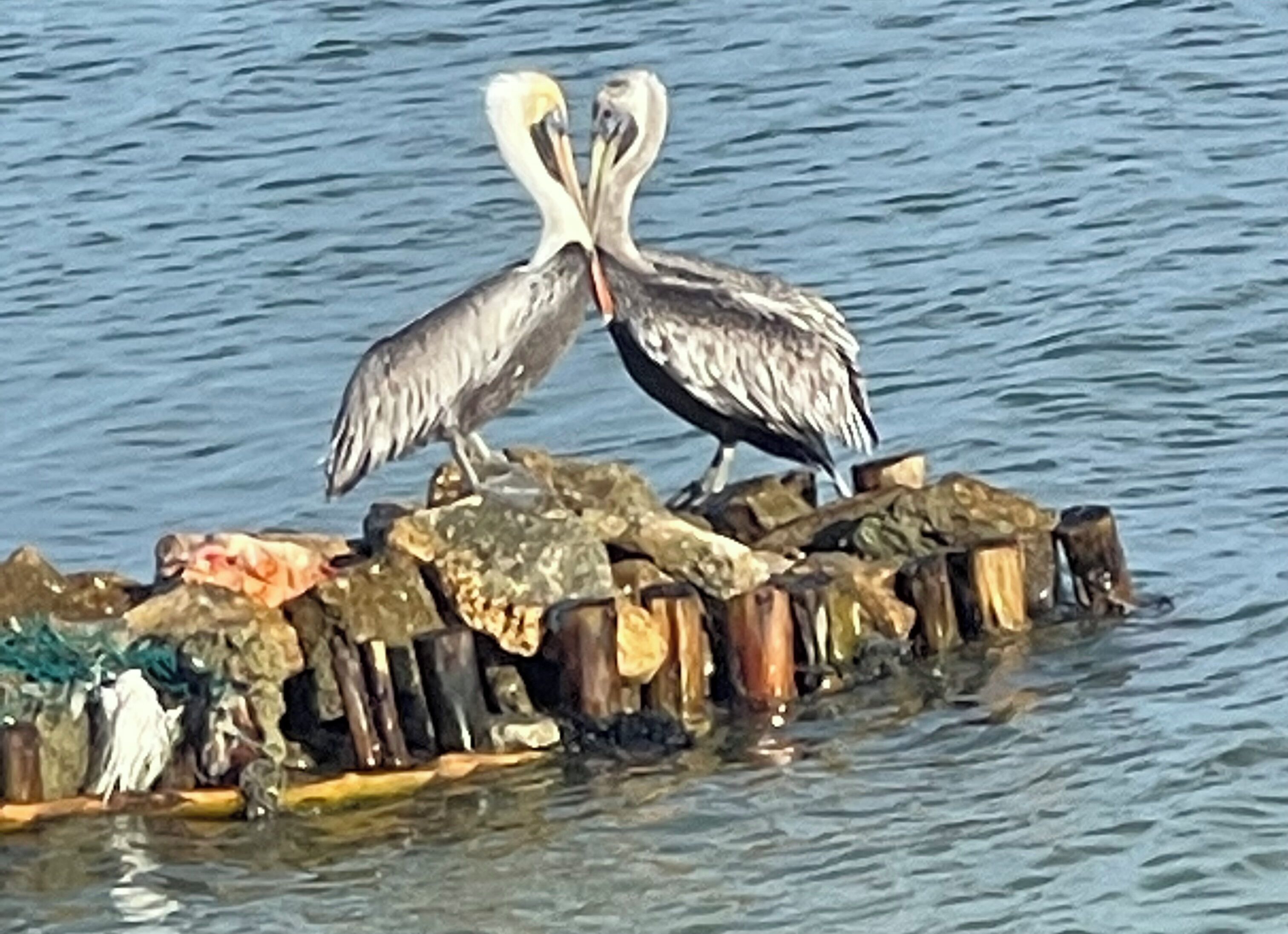 Two birds on a wooden structure in the water.