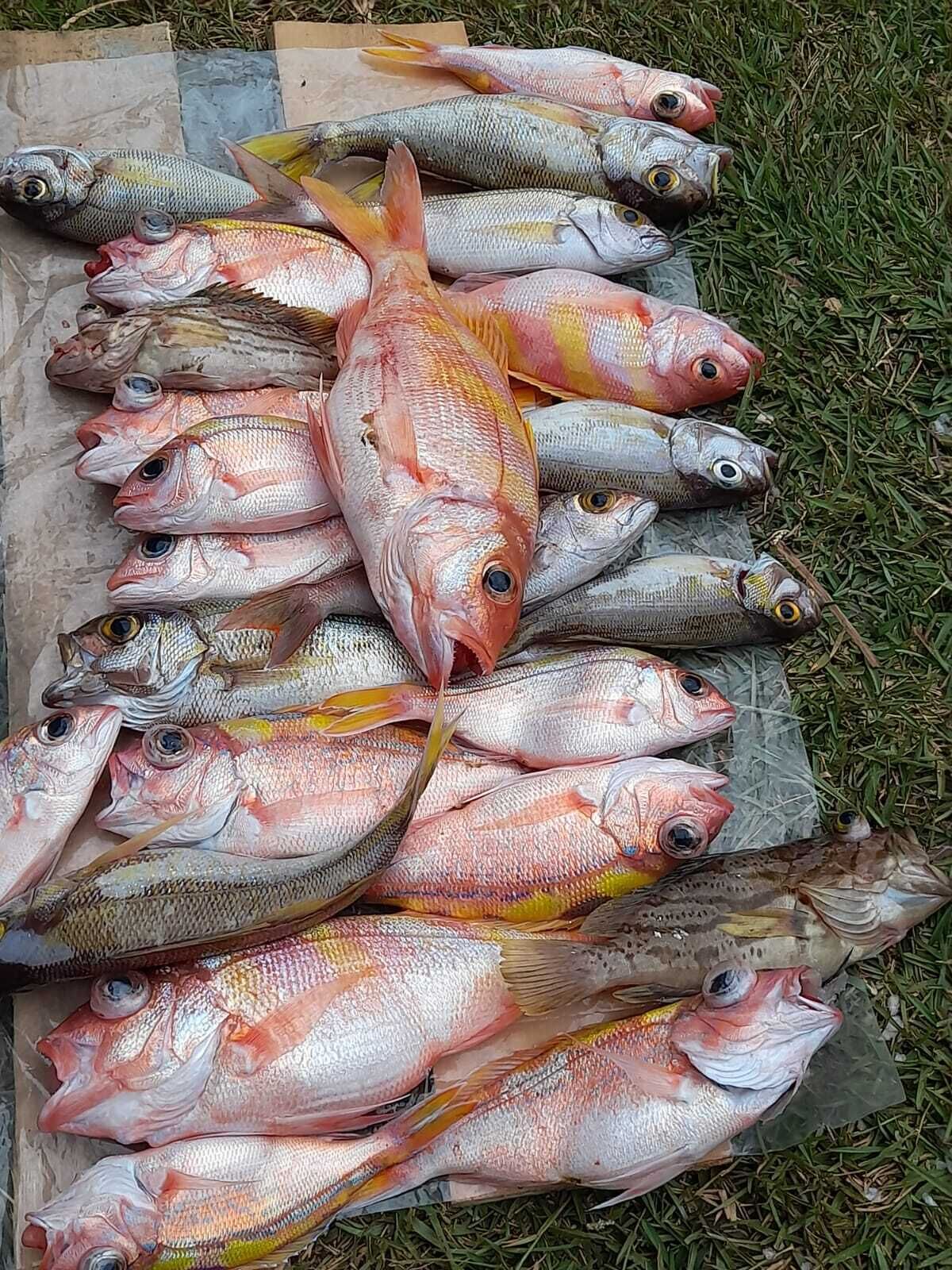 A collection of fish laid out on a surface.