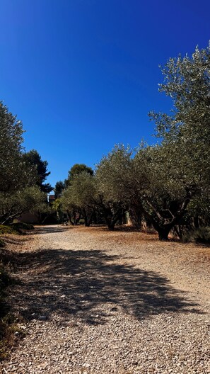 A gravel path leading through an olive grove with trees on either side. - Mazet in the fontanille gardens, on the edge of the Alpilles! (Saint-Rémy-de-Provence)