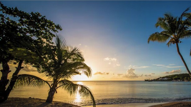 A beach with palm trees and a sunset over the ocean.