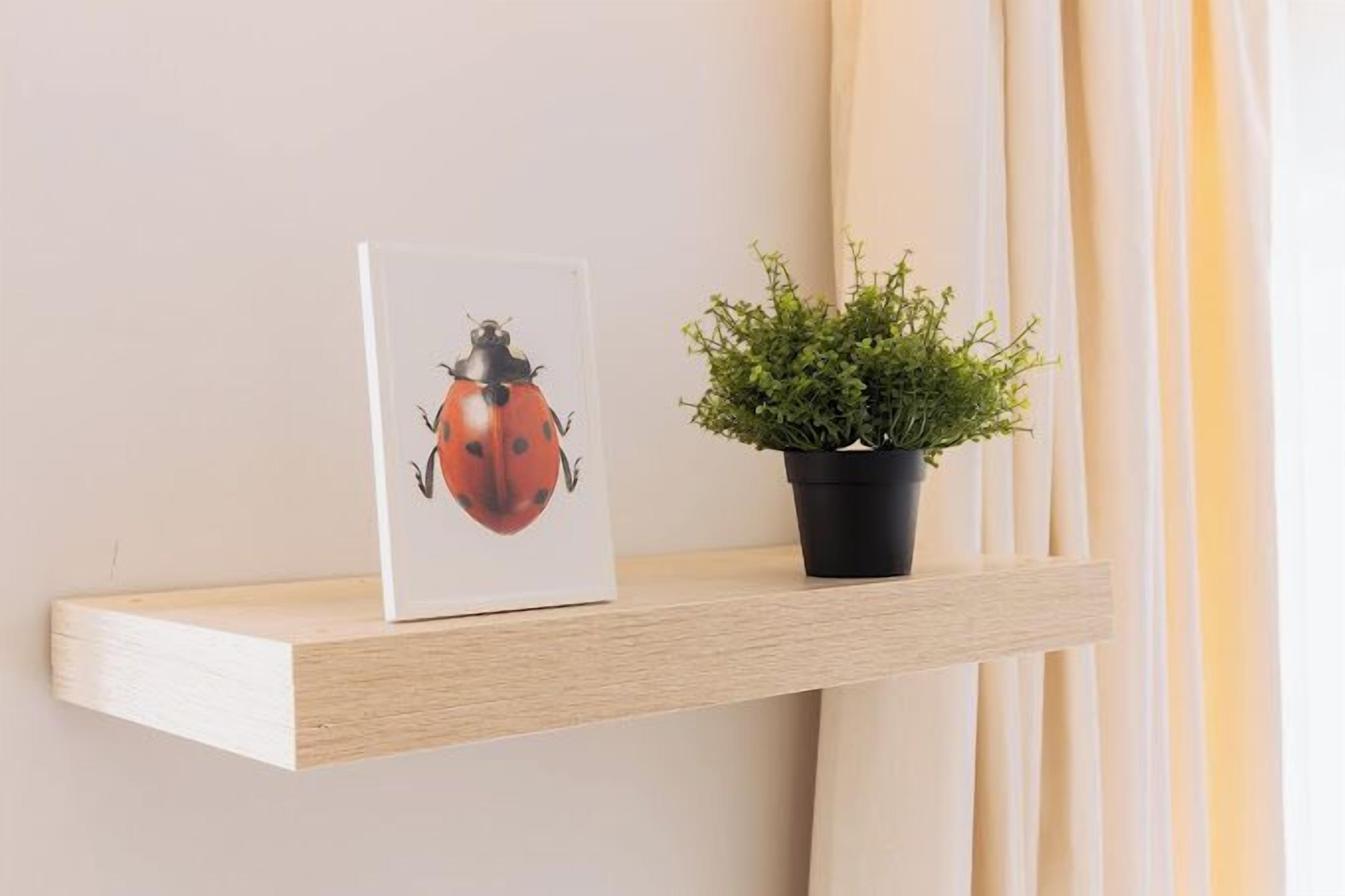 Ein Holzboden mit einem gerahmten Bild einer Marienkäfer und einem Blumentopf.