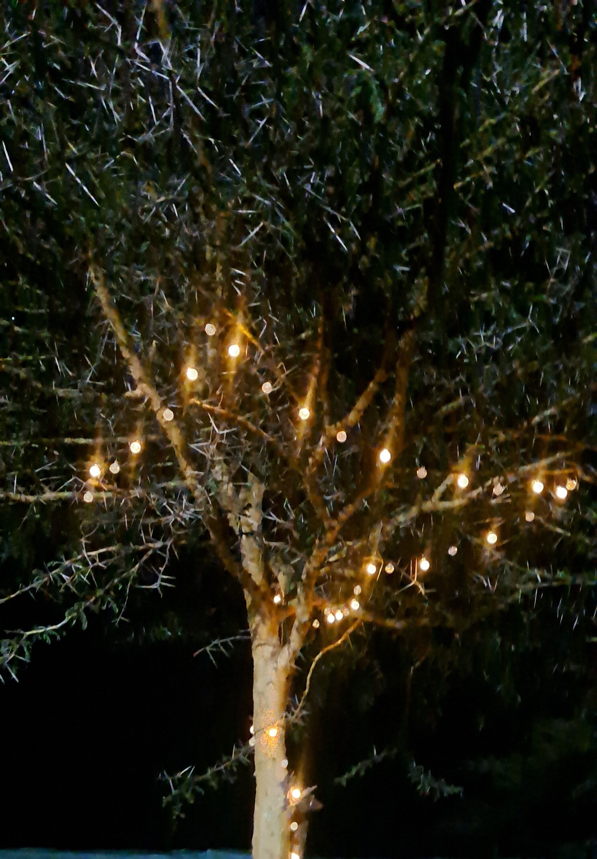 Un arbre décoré de guirlandes lumineuses.