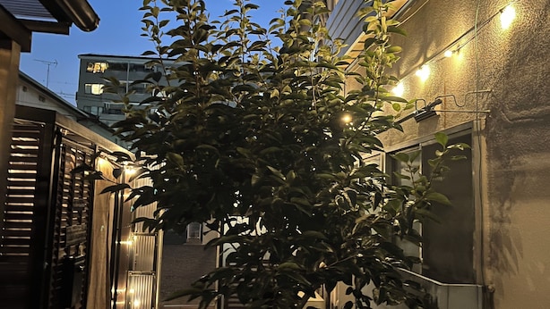 Une petite cour avec un arbre, un bâtiment doté d’un mur à la texture particulière et des guirlandes lumineuses.