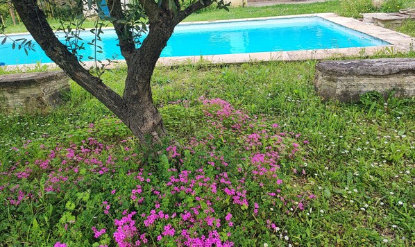 Piscine extérieure (ouverte en saison)