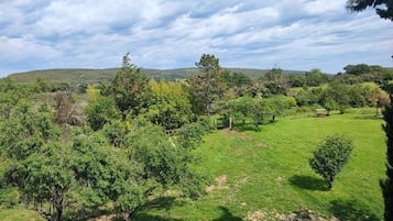 Un paysage rural avec un champ d’herbe, des arbres et une colline qui se dessine à l’horizon.