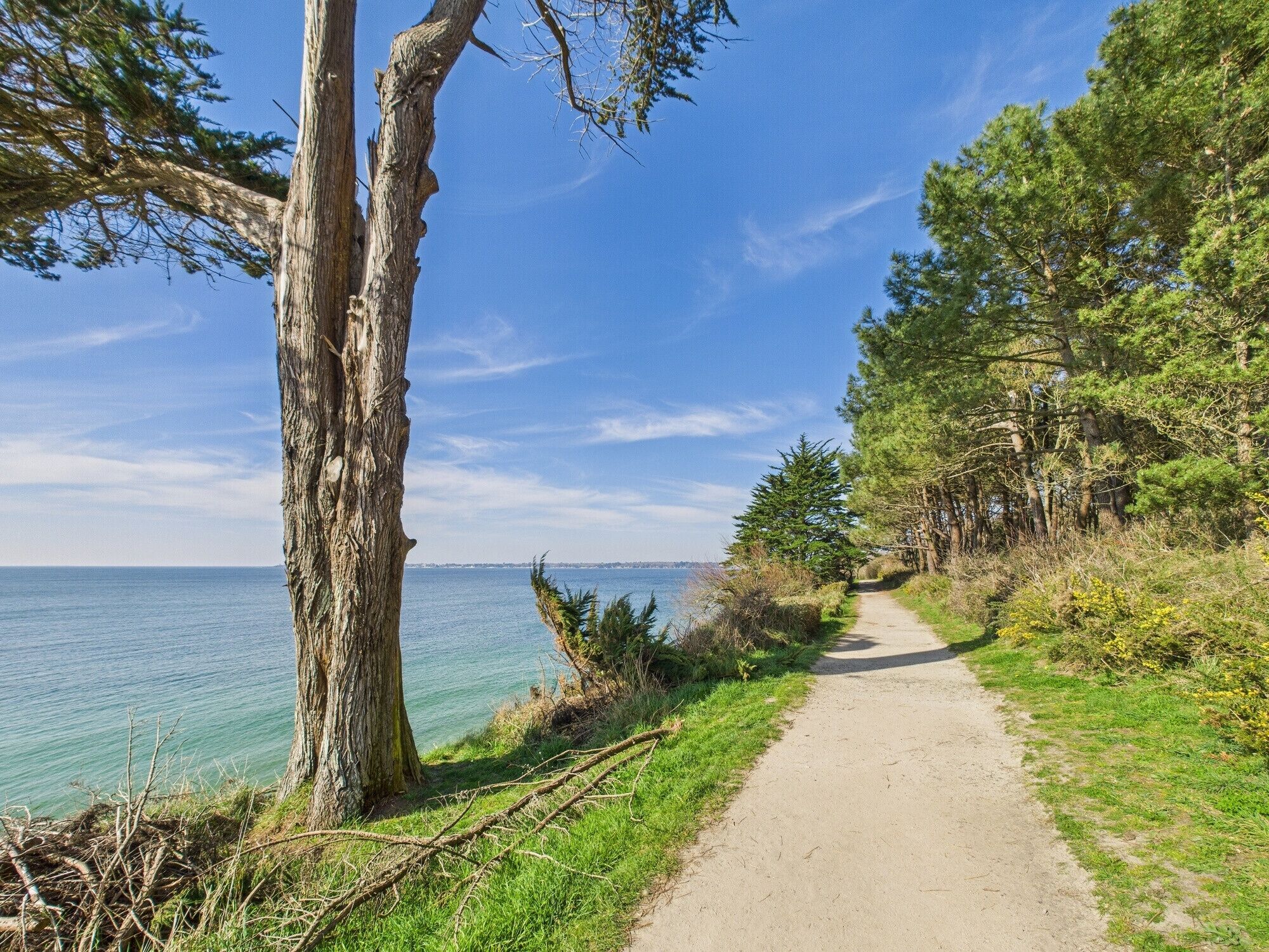 A coastal path with a dirt trail, surrounded by trees and vegetation, leading to a body of water.