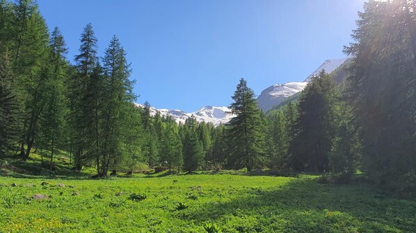Un paisaje montañoso con denso bosque de coníferas y una pradera cubierta de hierba.