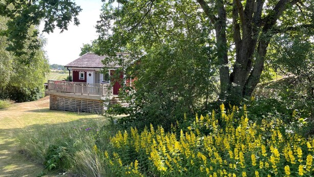 Uma casa com telhado vermelho e paredes brancas, rodeada por um jardim com flores amarelas e uma árvore grande.