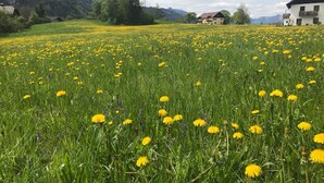 A field of yellow flowers with a house in the background.