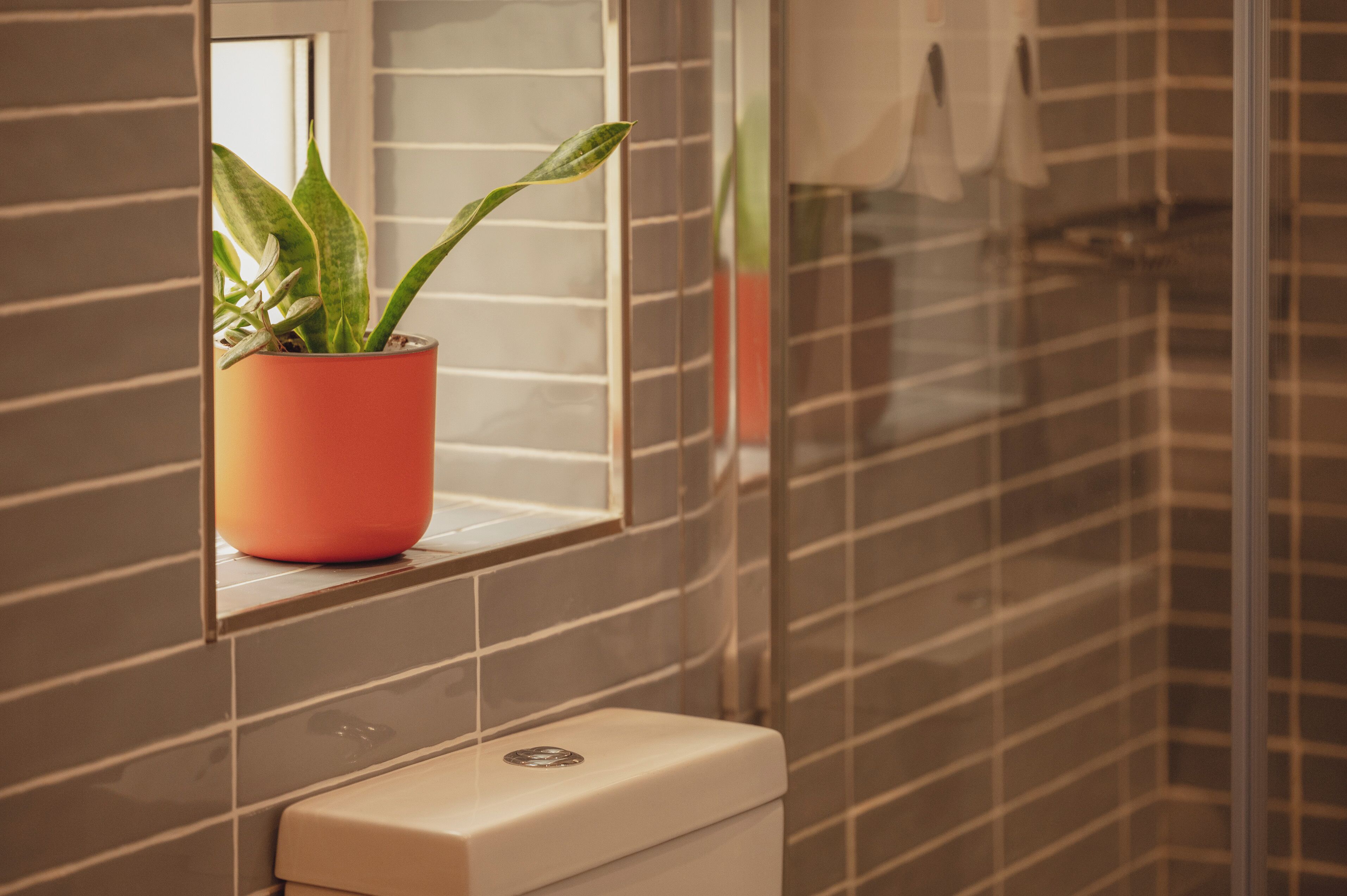 Un baño con inodoro, una planta en maceta y un espejo.