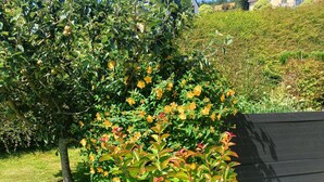 A garden with various plants and a house in the background.