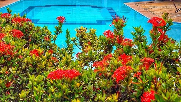 A swimming pool surrounded by palm trees and red flowers, with a building featuring blue windows and a tiled roof in the background.