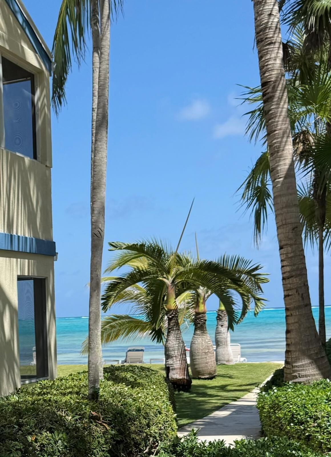 A pathway lined with palm trees leading to a building with a view of the ocean.