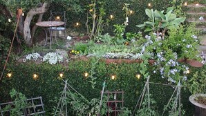 Garden - Green House (Playa Del Rey)