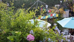 Garden - Green House (Playa Del Rey)