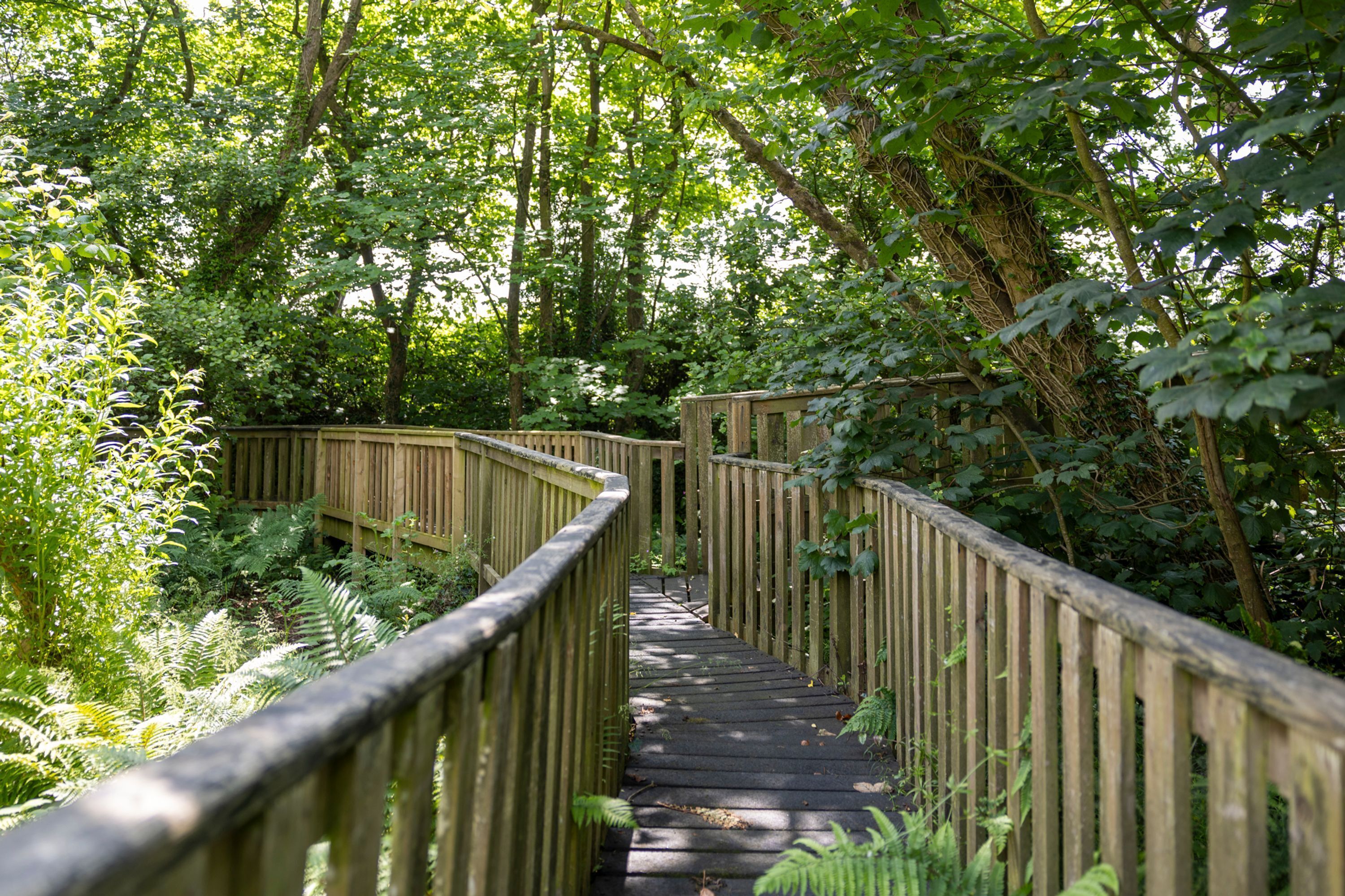 A wooden boardwalk through a dense forest.