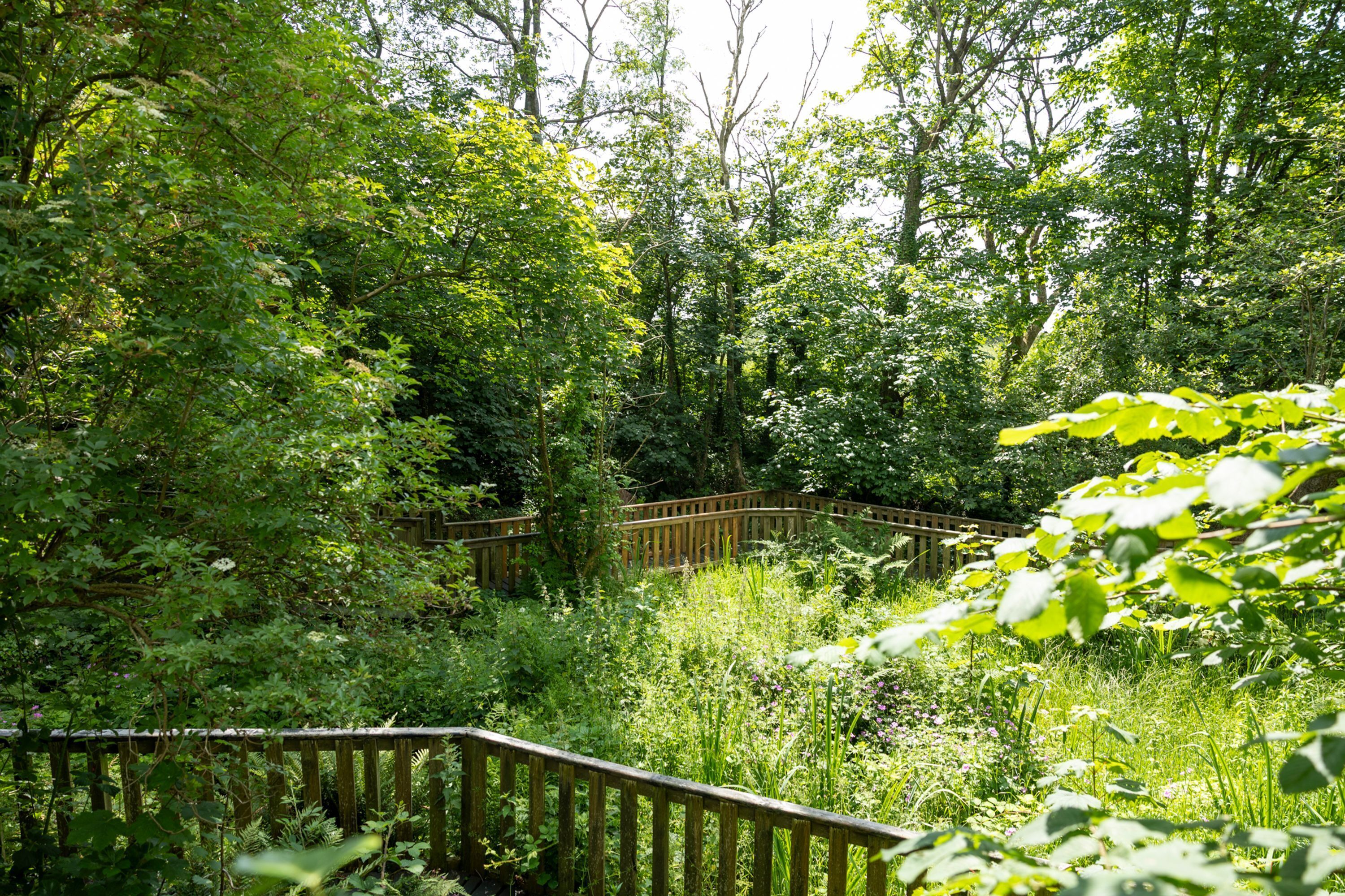 A wooden bridge in a lush, green forest.