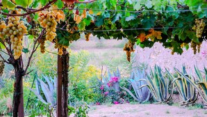 A vineyard with grapevines bearing clusters of grapes, surrounded by various plants and a rustic stone wall.