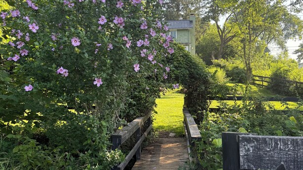 A wooden bridge leading to a house surrounded by lush greenery and purple flowers.