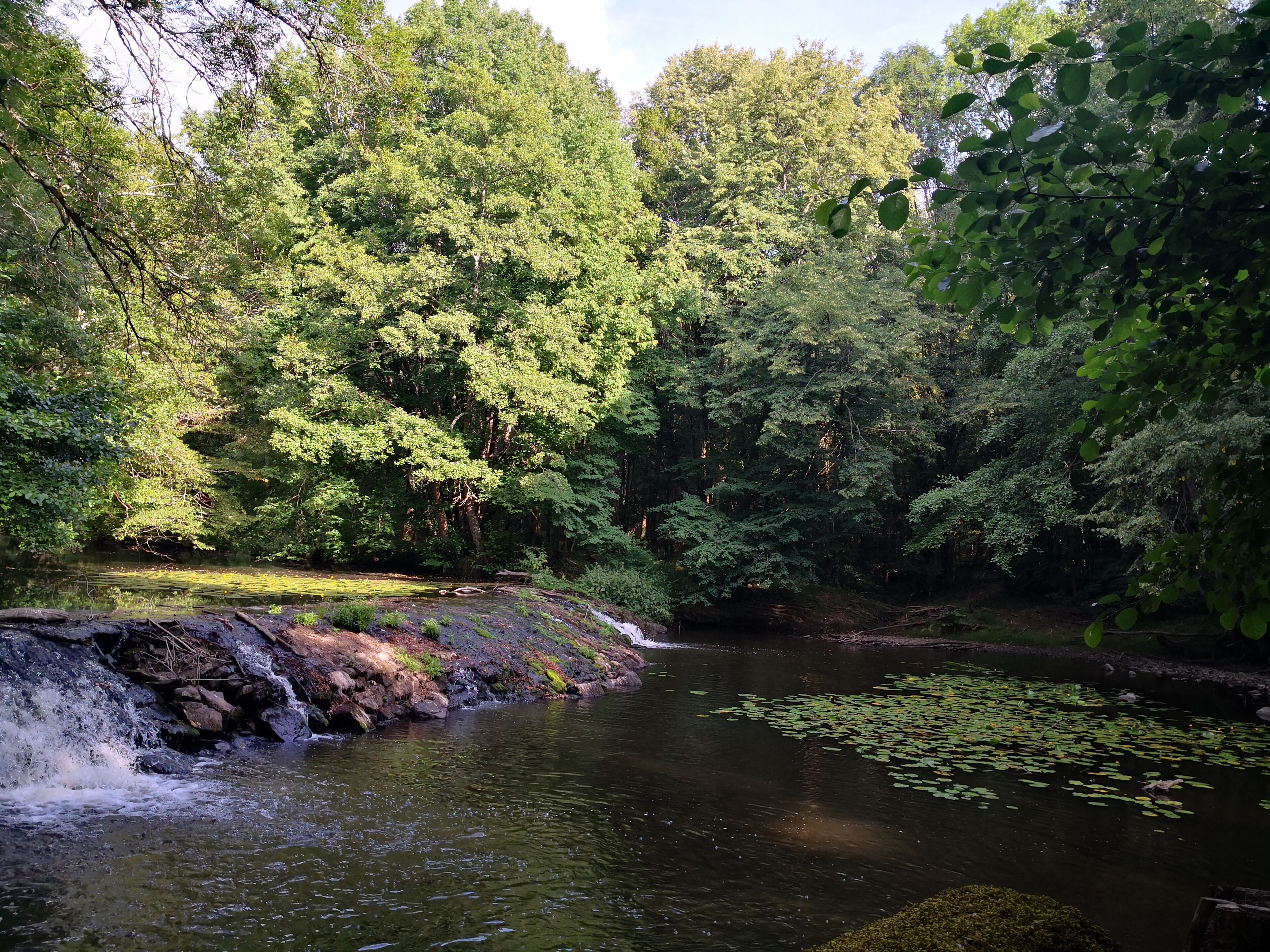 Eine friedliche Waldlandschaft mit einem sanft fließenden Bach, dichten Bäumen und Seerosenblättern auf dem Wasser.