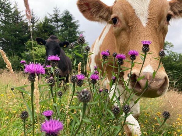 Una vaca en un campo lleno de flores moradas y hierba verde.