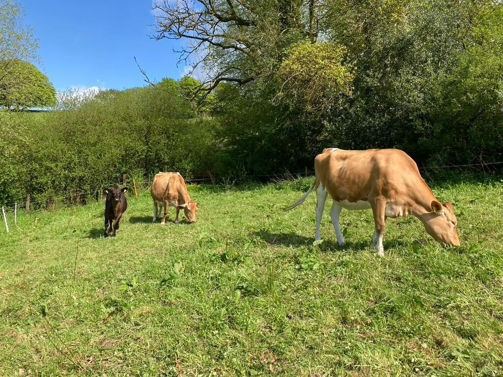 Un champ herbeux où paissent des vaches.