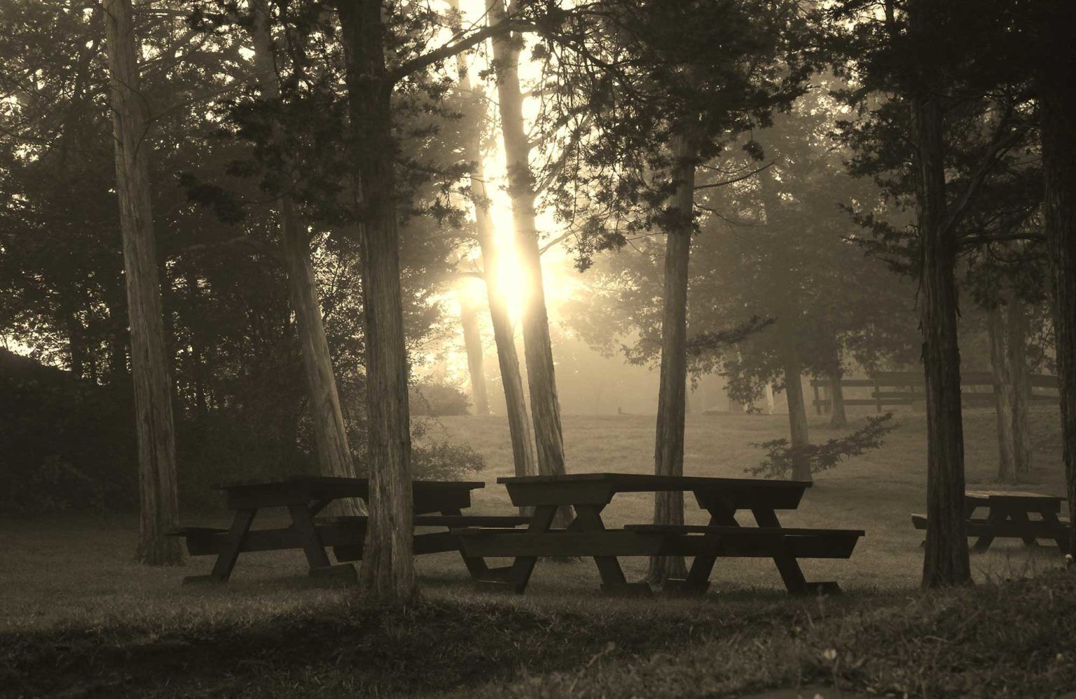 Un parc avec des tables de pique-nique, entouré d’arbres, où règne une atmosphère brumeuse.