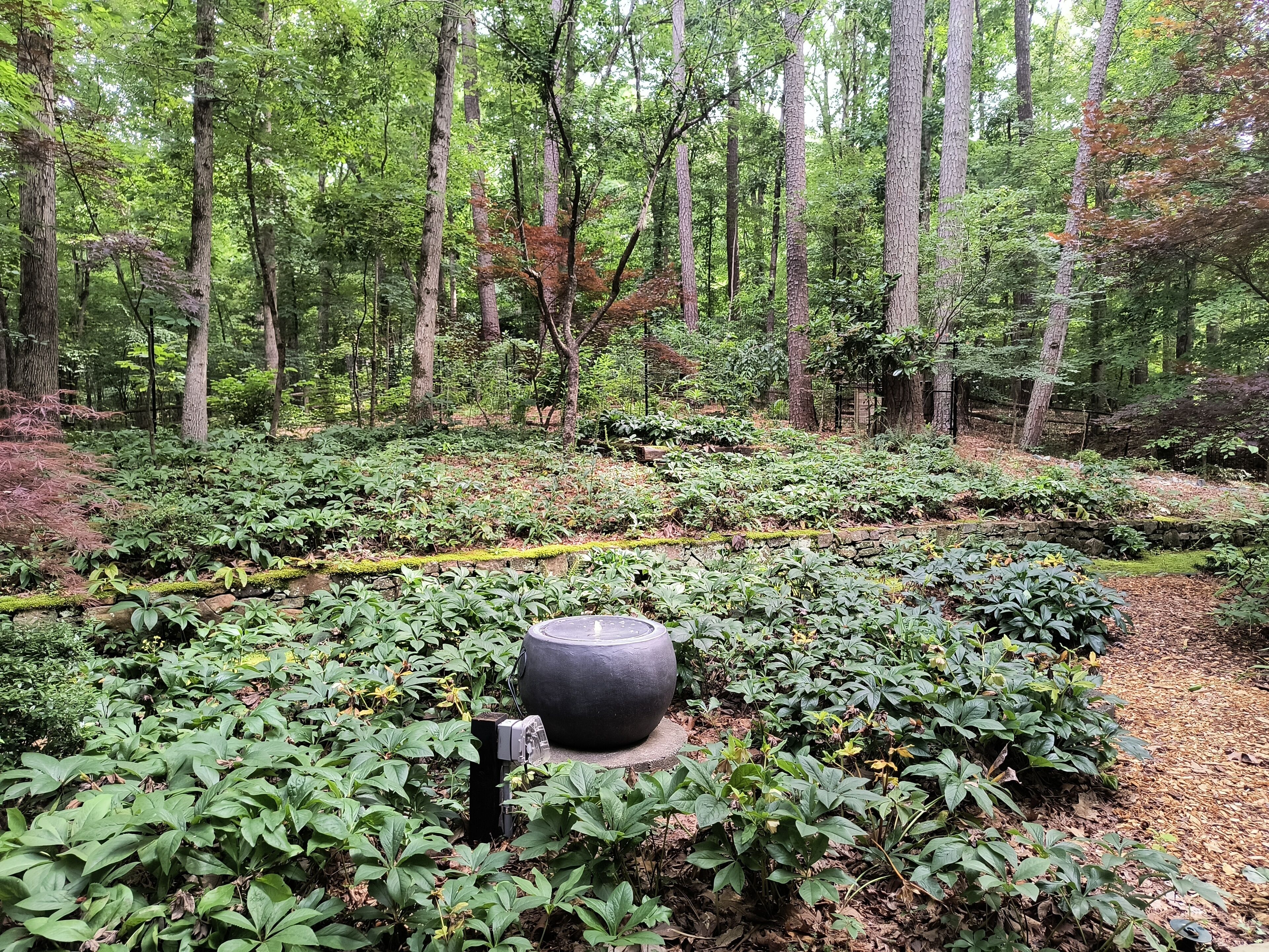 A forested area with a stone structure and various green plants.