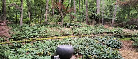 A forested area with a stone structure and various green plants.