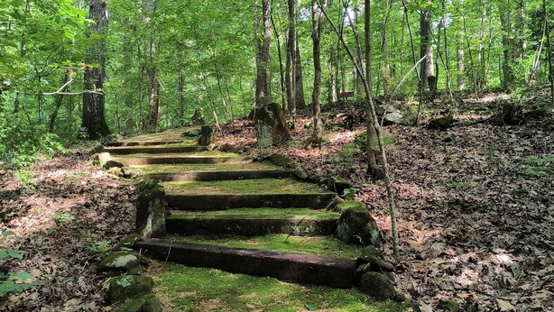 A forested area with a stone staircase leading up a hill.