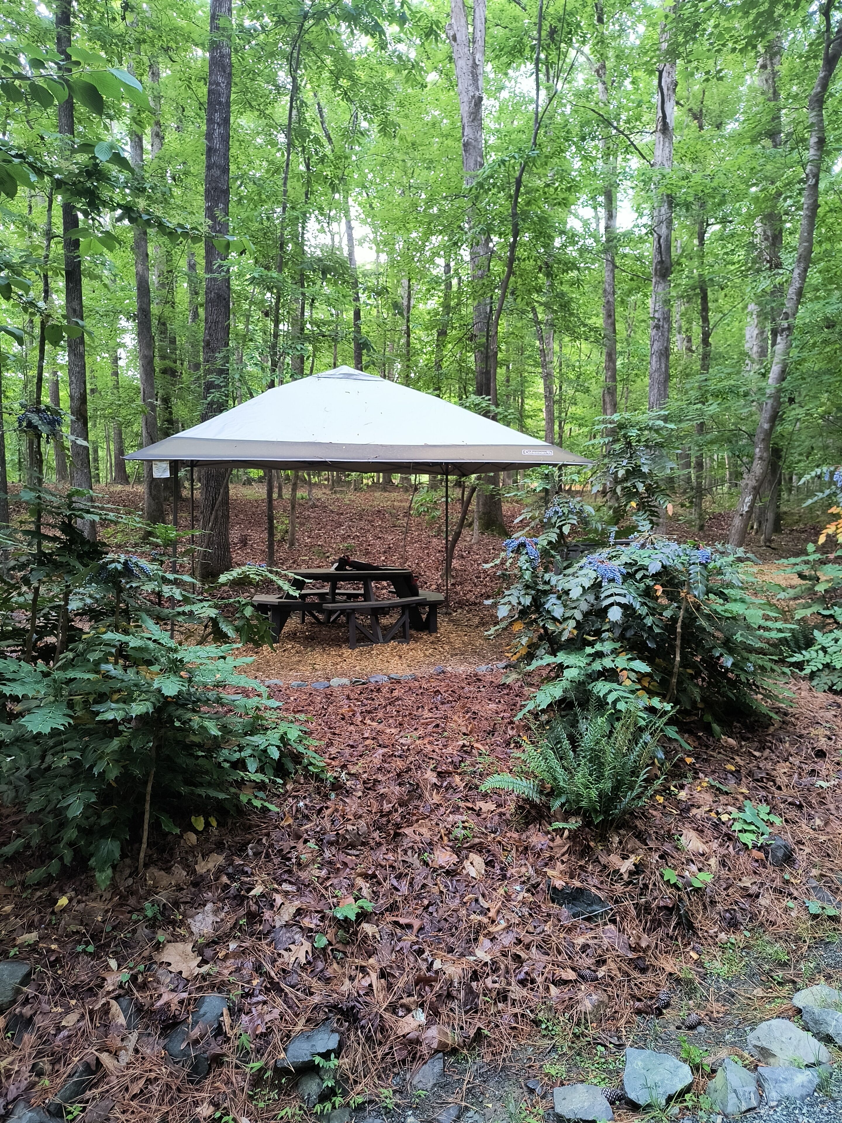 A forested area with a covered picnic table and a shelter.