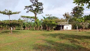 A grassy outdoor area with trees and a small building.