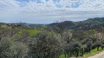 Un paysage rural avec des oliviers, un chemin de terre et des collines en arrière-plan.