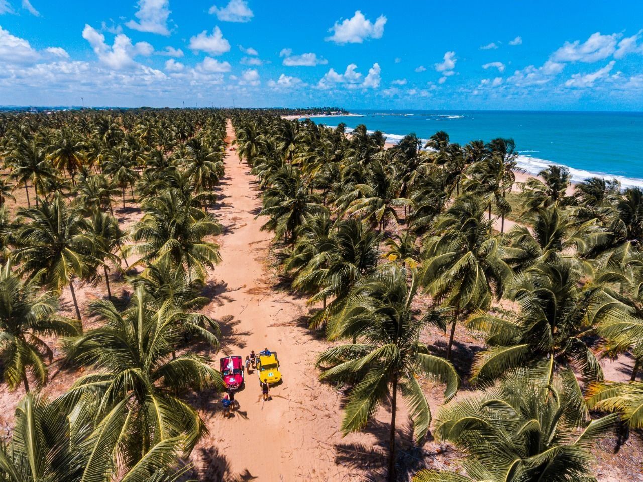 A beach with a row of palm trees and a sandy path.