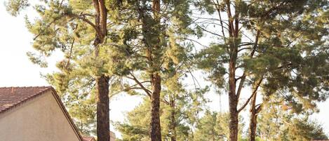 A pathway flanked by tall trees and a building with a sloped roof.