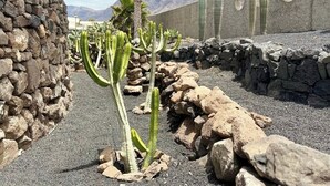 Een woestijntuin met cactussen en een palmboom, een stenen muur met ronde uitsparingen, en een berg op de achtergrond.