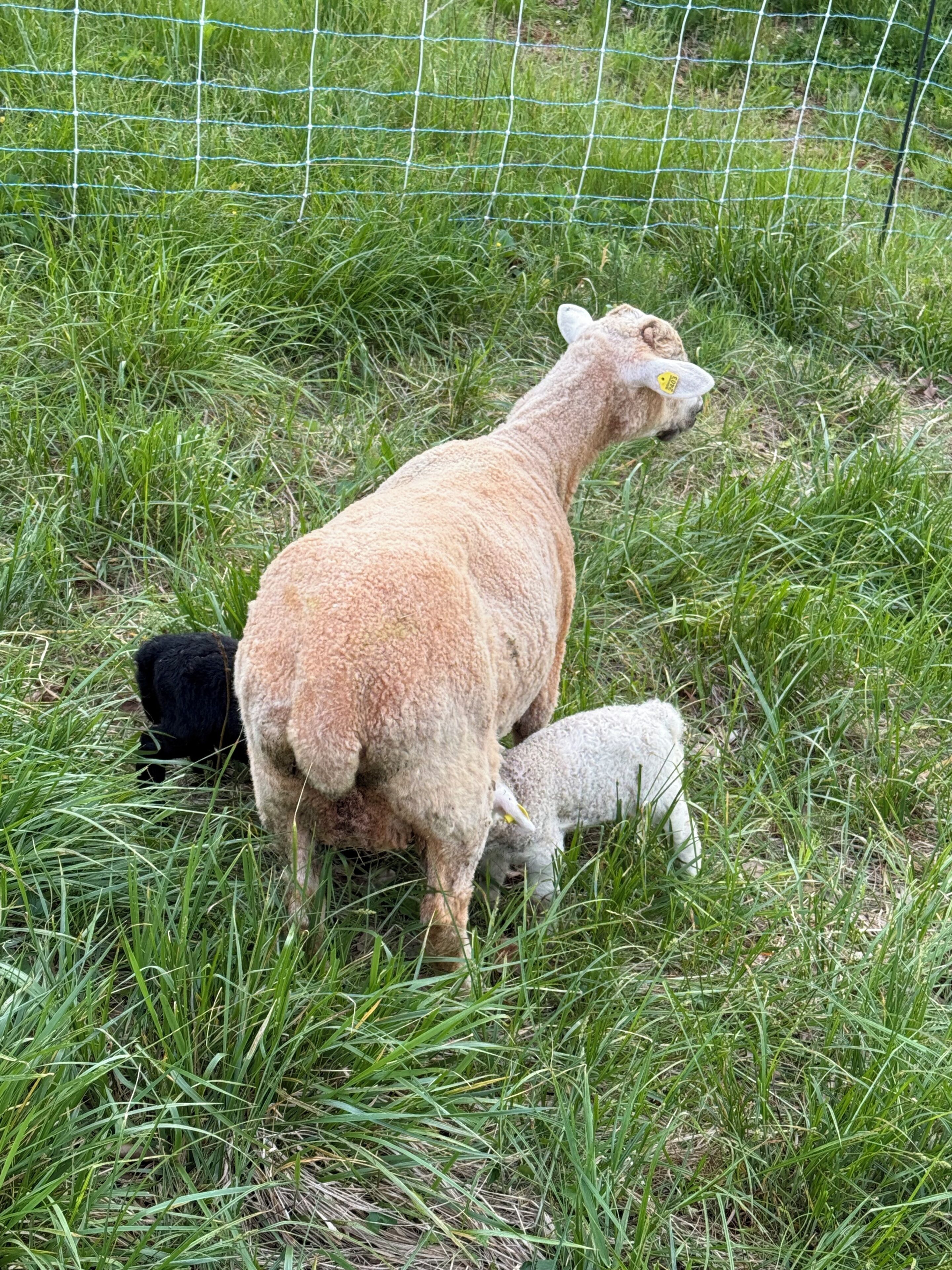 A sheep with a lamb grazing in a grassy field enclosed by a wire fence.