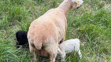 A sheep with a lamb grazing in a grassy field enclosed by a wire fence.