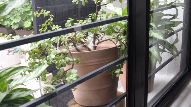 A window with a view of potted plants on a balcony. - GARAL House: Rayón 77 (Morelia)