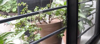 GARAL House: Rayón 77