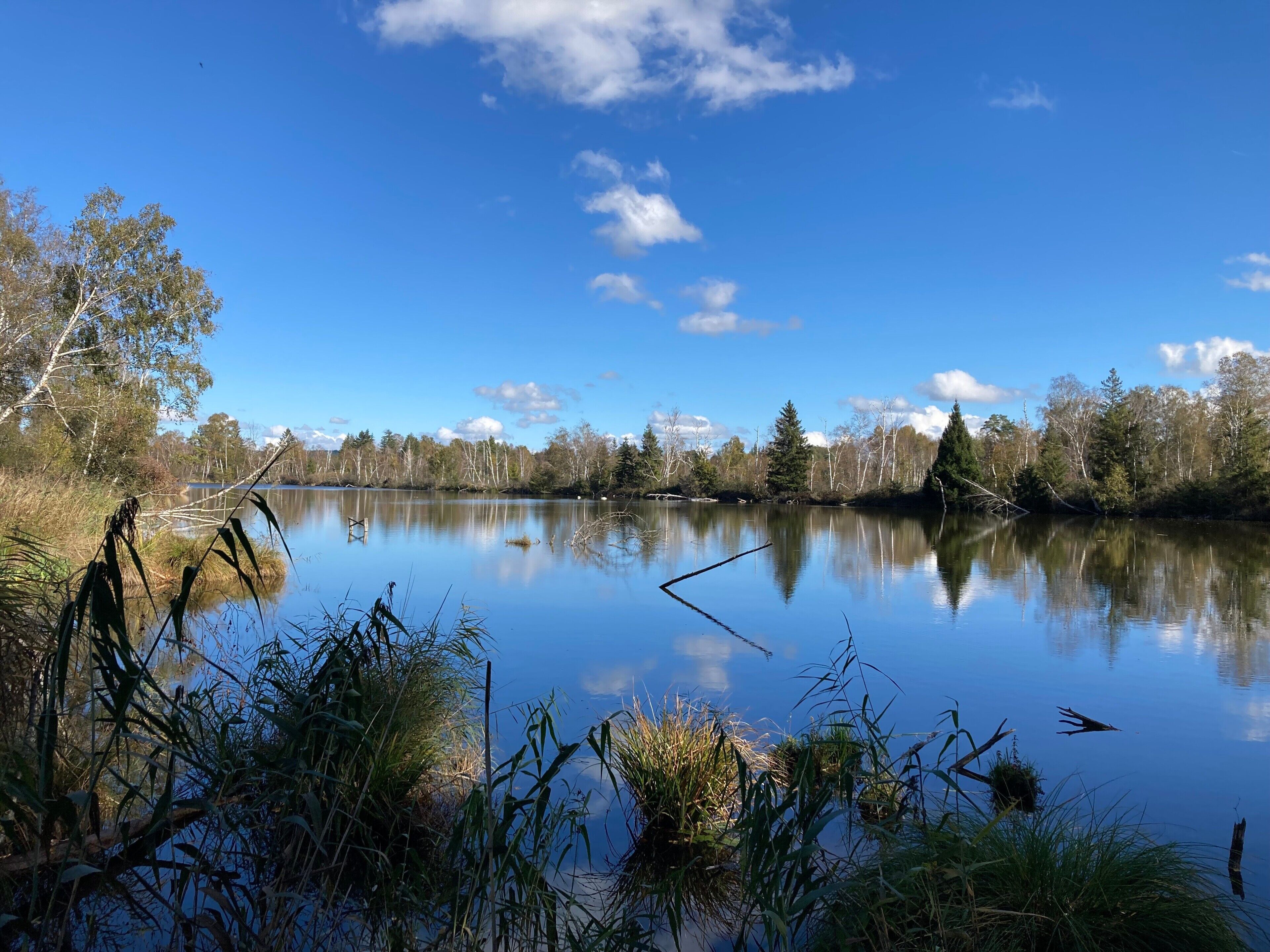 A calm lake with surrounding trees and clear sky.