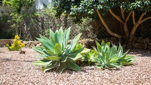 A garden with succulent plants and a tree.