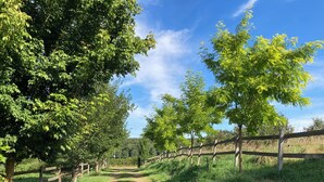 A pathway flanked by trees and a wooden fence, leading into a natural landscape. - Spacious gîte in idyllic wooded setting by a stream with hammock & barbecue (Cronat)