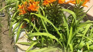 A garden with orange lilies and green foliage in front of a building with a wooden porch. - FIFA Ready! Spacious 1800 sqf (Ellenwood)