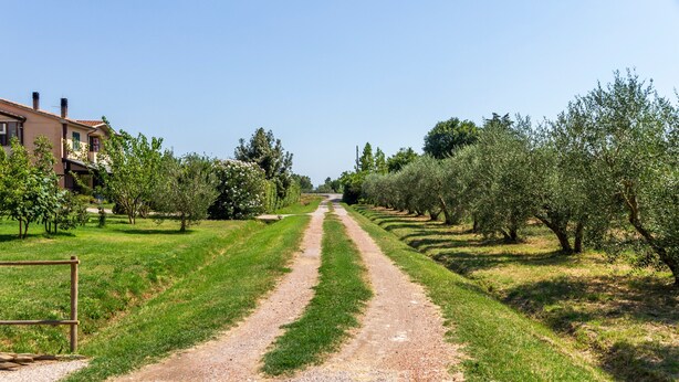 A rural road flanked by olive trees and a building with a red roof.