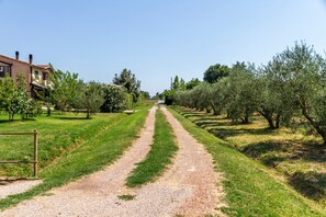 A rural road flanked by olive trees and a building with a red roof. - Apartment 'Lavanda' with Private Terrace, Wi-Fi and Air Conditioning (Grosseto)