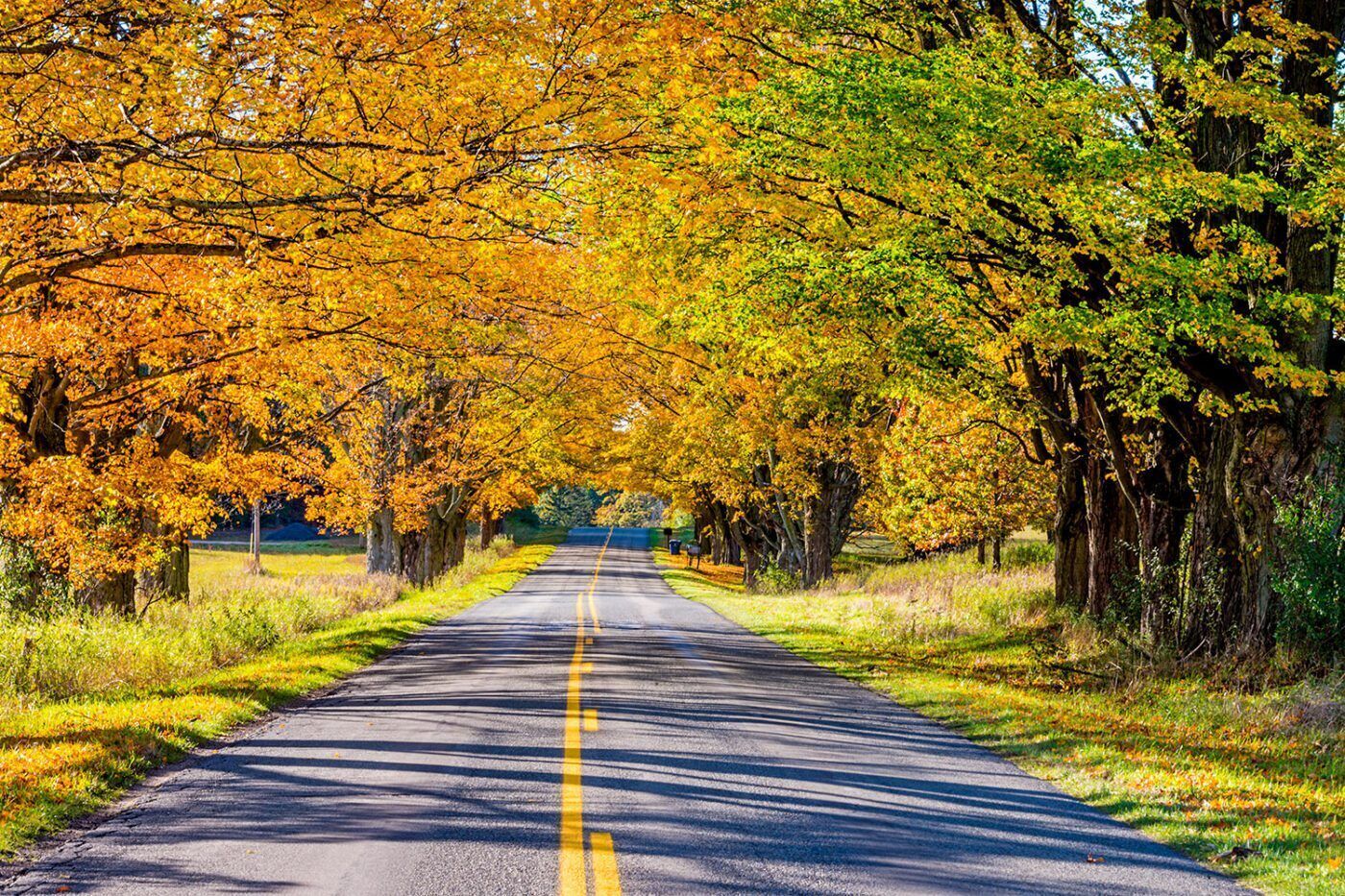 The Tunnel of Trees—a tranquil drive.