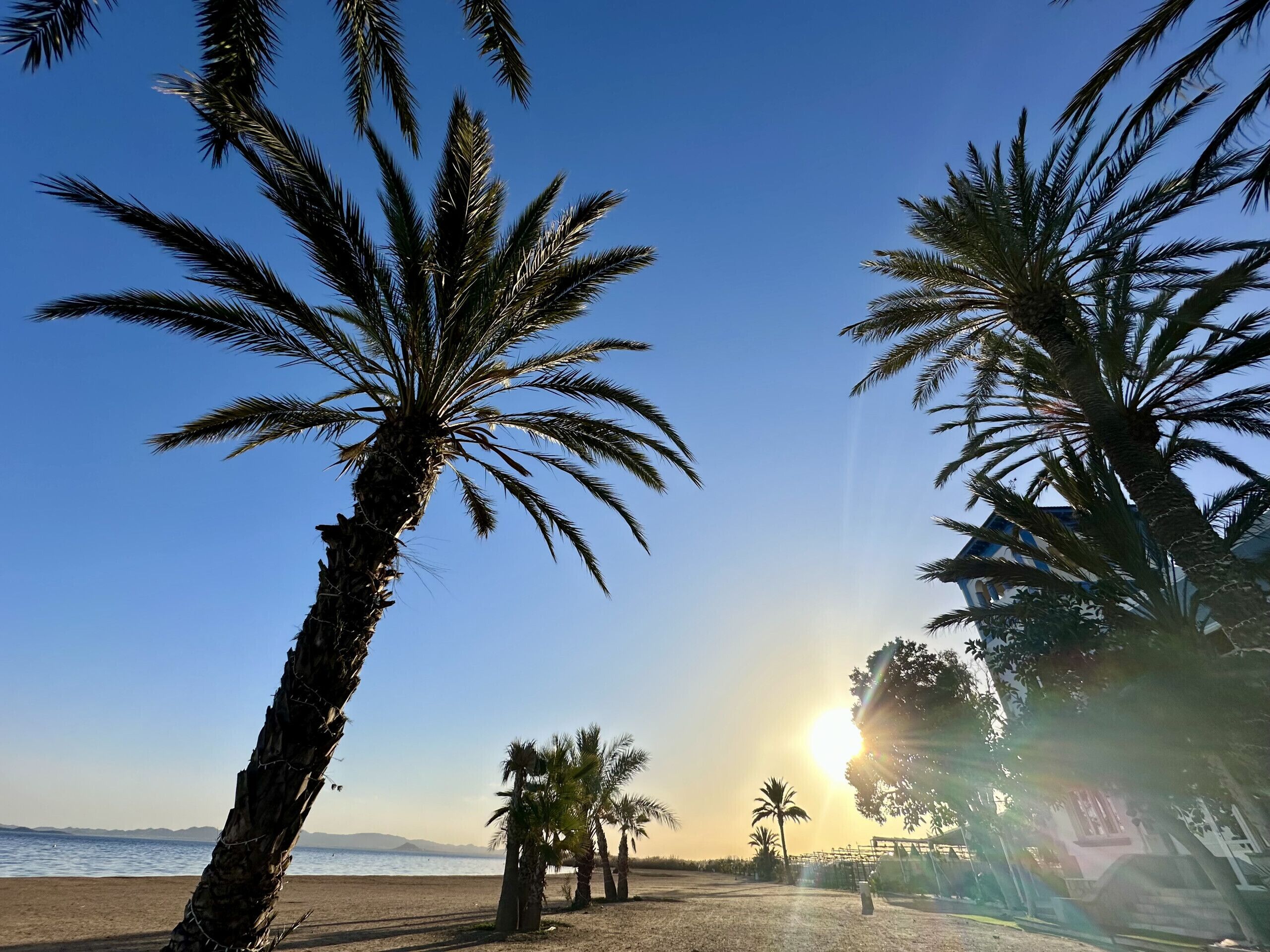 A beach with palm trees and a clear sky.